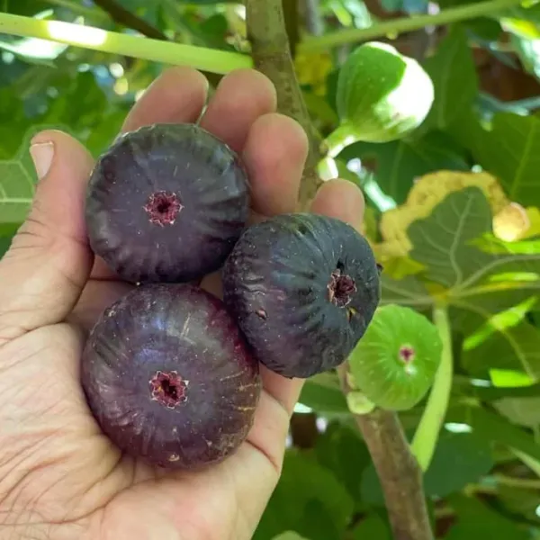 Turkey_Fig_Live_Plant