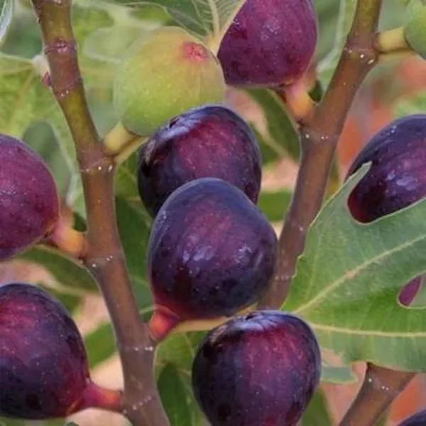 Turkey_Fig_Live_Plant