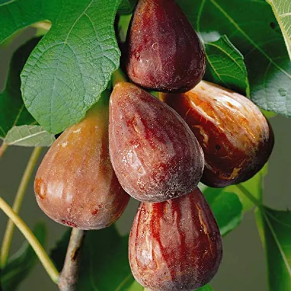 Turkey_Fig_Live_Plant
