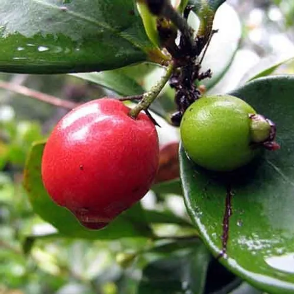Cedar_bay_Cherry_Plant_|_Grafted_and_Hybrid_Plants