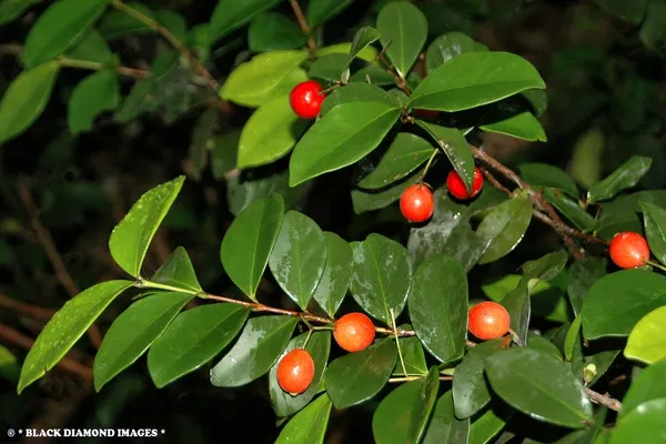 Cedar_bay_Cherry_Plant_|_Grafted_and_Hybrid_Plants