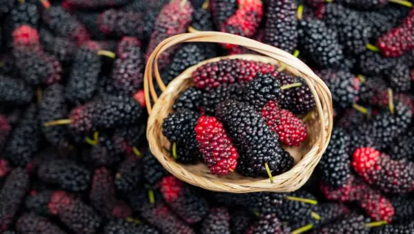 Brazilian_Mulberry_Plant_|_Grafted_and_Hybrid_Plants