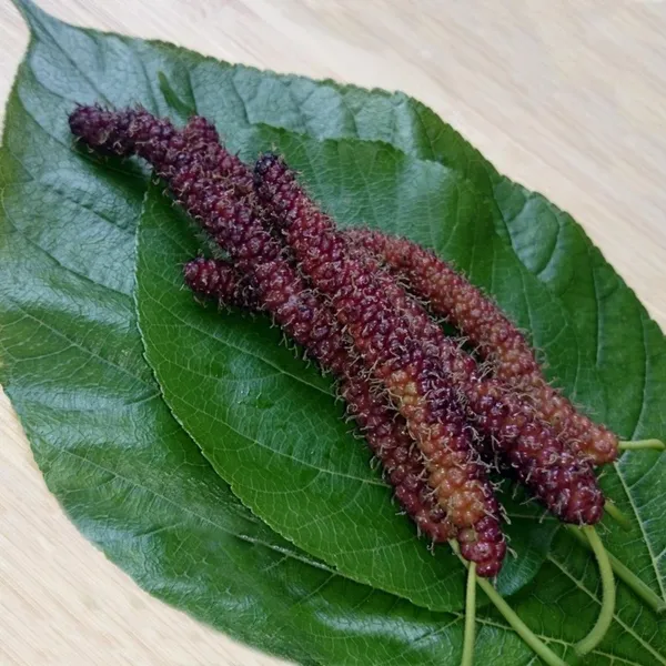 Brazilian_Mulberry_Plant_|_Grafted_and_Hybrid_Plants