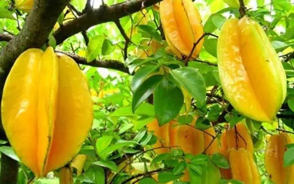 Thai_Star_Fruit_Plant_|_Grafted_and_Hybrid_Plants
