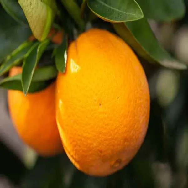 Washington_Navel_orange_|_Grafted_and_Hybrid_Plants