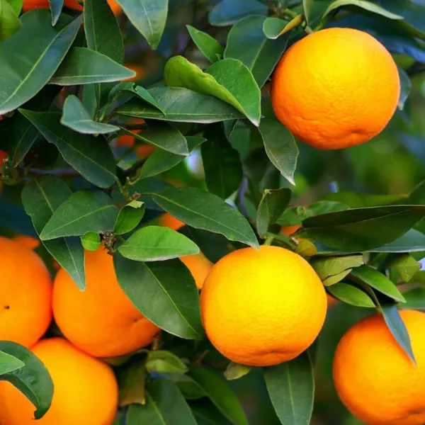 Washington_Navel_orange_|_Grafted_and_Hybrid_Plants