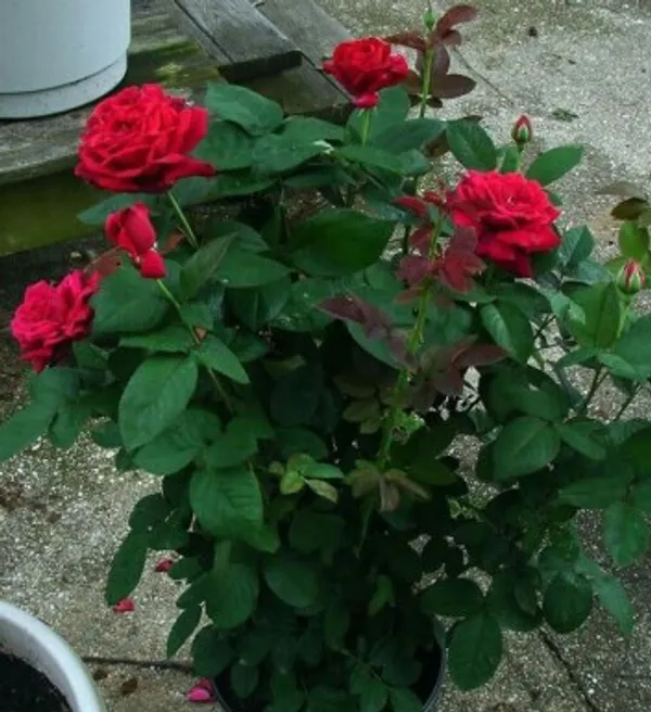 Chrysler_Imperial_Rose