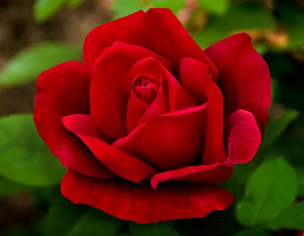 Chrysler_Imperial_Rose