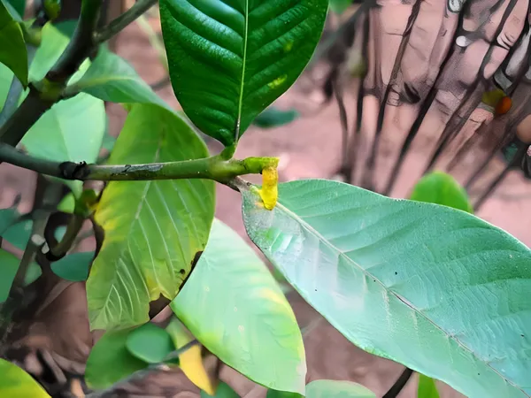 Hing_Plant_Plant_|_Grafted_and_Hybrid_Plants
