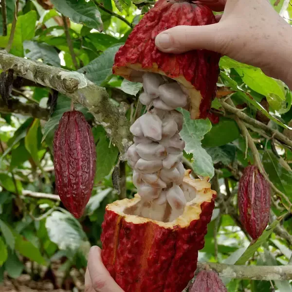 Coco_Plant_|_Grafted_and_Hybrid_Plants