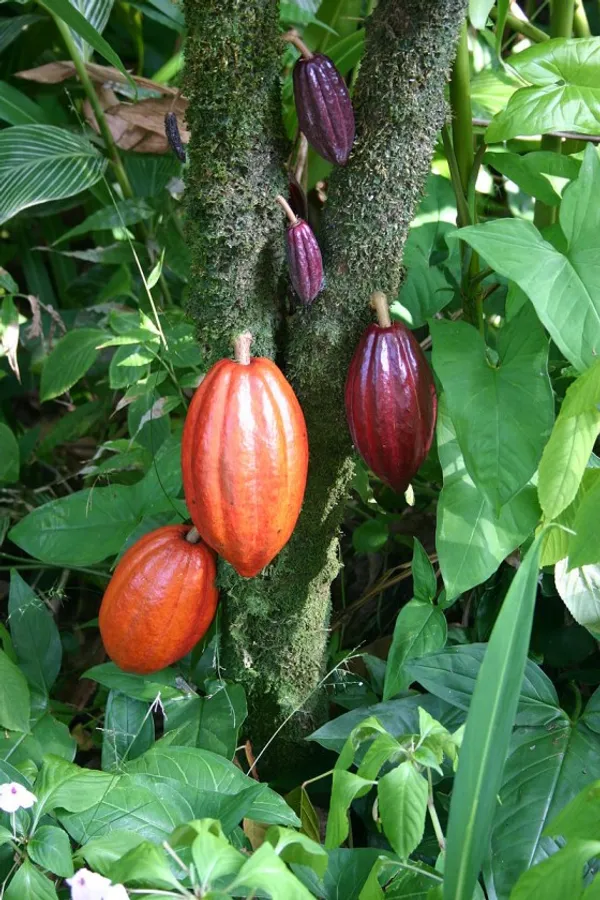 Coco_Plant_|_Grafted_and_Hybrid_Plants