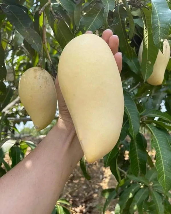 Nam_Dok_Mai_White_Mango_|_Grafted_and_Hybrid_Plants