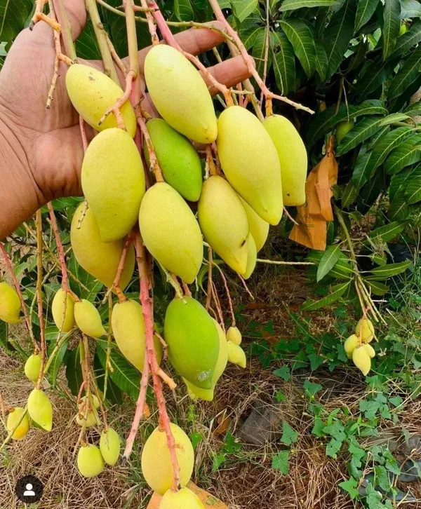 Nam_Dok_Mai_White_Mango_|_Grafted_and_Hybrid_Plants