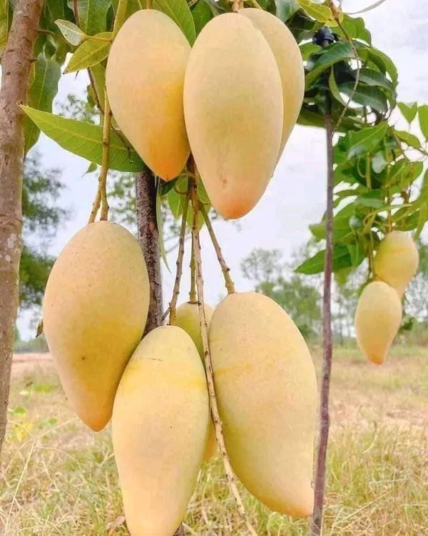 Nam_Dok_Mai_White_Mango_|_Grafted_and_Hybrid_Plants