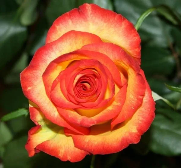 Colour_Changing_Rose