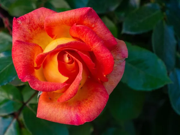 Colour_Changing_Rose