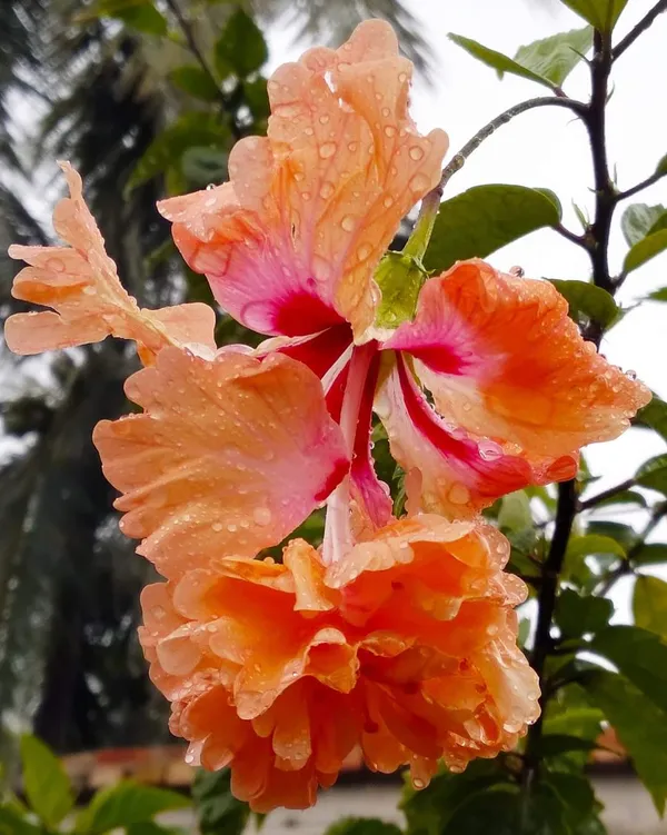 Yellow_Bitkel_Hibiscus