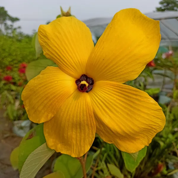 Yellow_Land_Lotus_Alltime