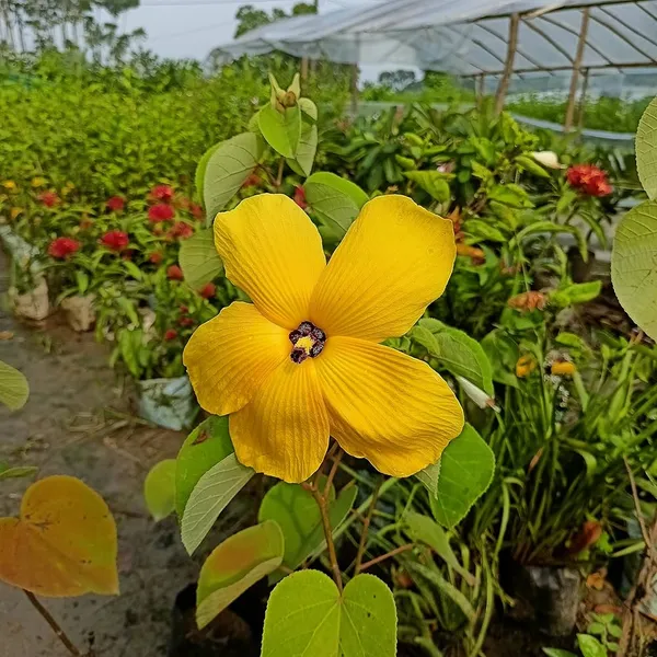 Yellow_Land_Lotus_Alltime
