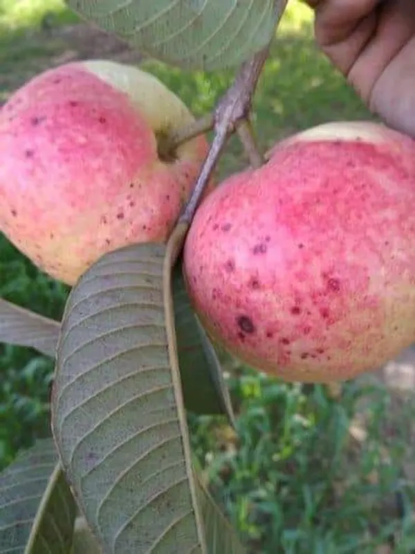 Lalit_Guava_Plant_|_Grafted_and_Hybrid_Plants