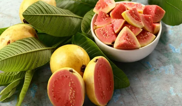 Lalit_Guava_Plant_|_Grafted_and_Hybrid_Plants