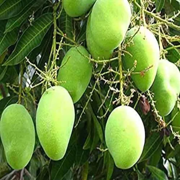 Chausa_Mango_Plant_|_Grafted_and_Hybrid_Plants
