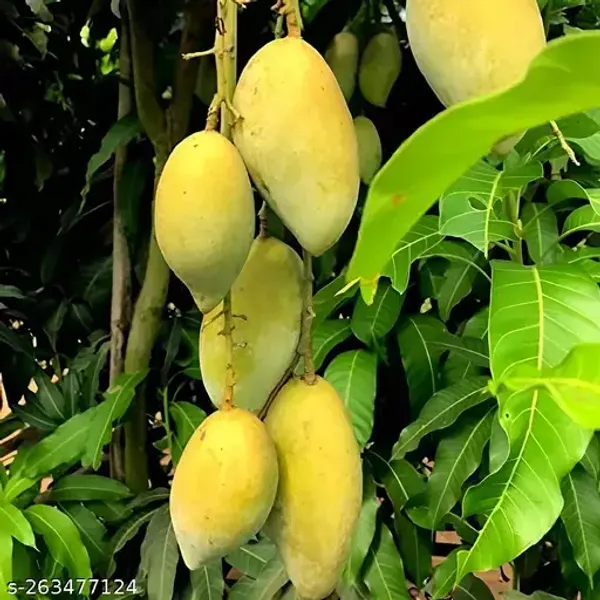 Chausa_Mango_Plant_|_Grafted_and_Hybrid_Plants
