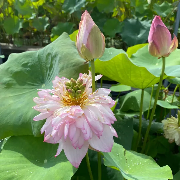 Cherry_Lotus(Tuber)
