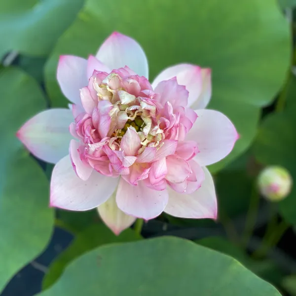 Cherry_Lotus(Tuber)