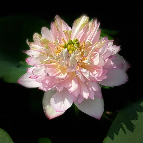 Cherry_Lotus(Tuber)