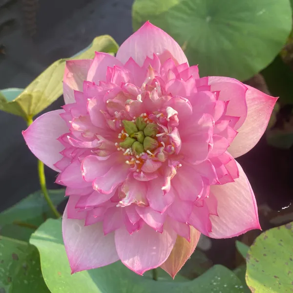 Cherry_Lotus(Tuber)