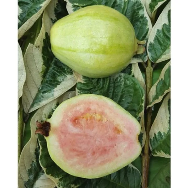 Verigated_Guava_Plant_|_Grafted_and_Hybrid_Plants