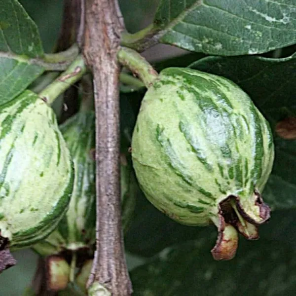Verigated_Guava_Plant_|_Grafted_and_Hybrid_Plants