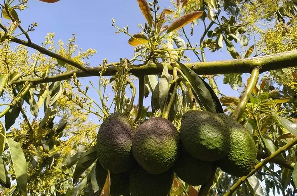 Hot_Climate_Avocado_|_Grafted_and_Hybrid_Plants