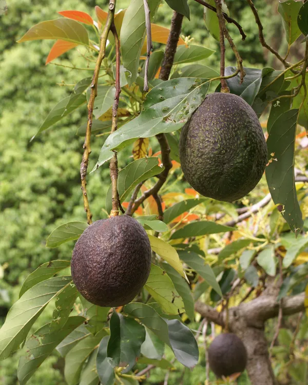Hot_Climate_Avocado_|_Grafted_and_Hybrid_Plants