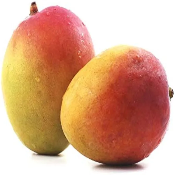Nellum_Mango_Plant_|_Grafted_and_Hybrid_Plants