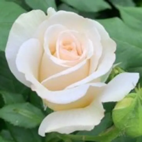 White_Douch_Rose