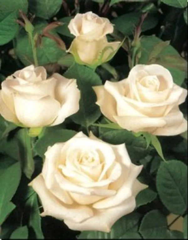 White_Douch_Rose