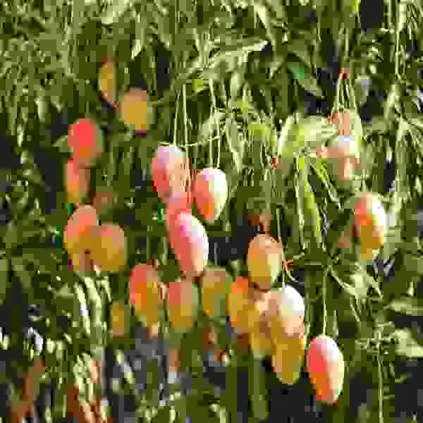 Austin_Mango_Plant_|_Grafted_and_Hybrid_Plants