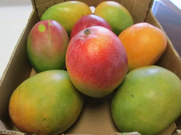 Austin_Mango_Plant_|_Grafted_and_Hybrid_Plants