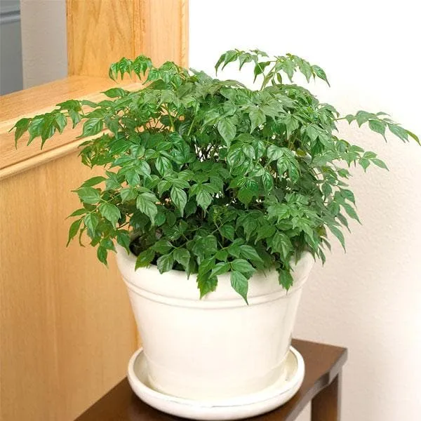 Chaina_Doll_Flower_Plant