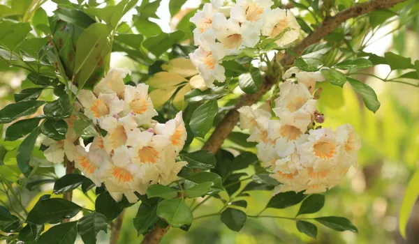 Chaina_Doll_Flower_Plant