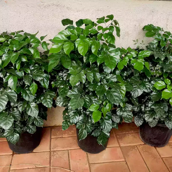 Chaina_Doll_Flower_Plant