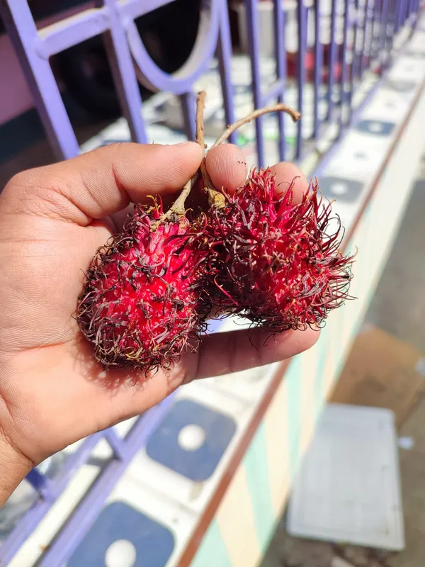Rambhutan_N18_|_Grafted_and_Hybrid_Plants