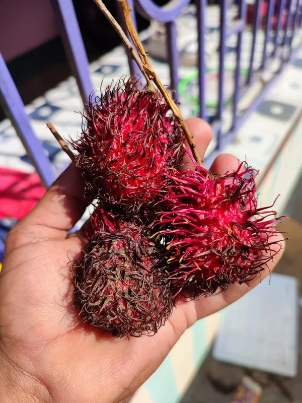 Rambhutan_N18_|_Grafted_and_Hybrid_Plants