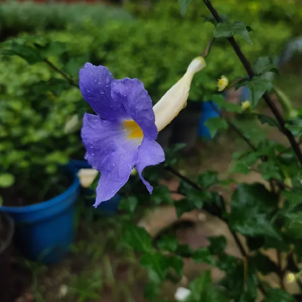 BlueThanbergia_Live_Plant