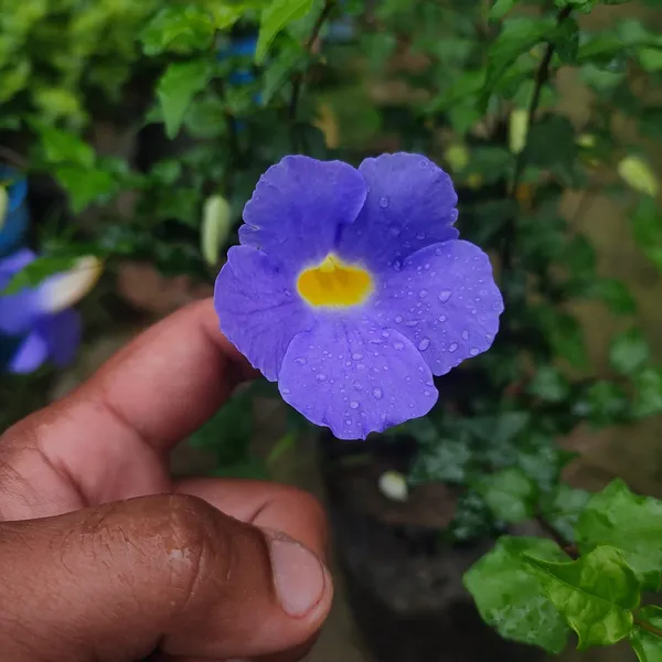 BlueThanbergia_Live_Plant