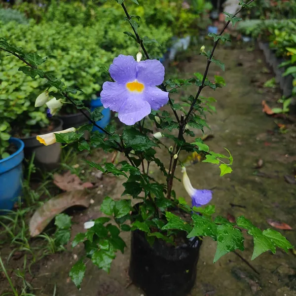 BlueThanbergia_Live_Plant