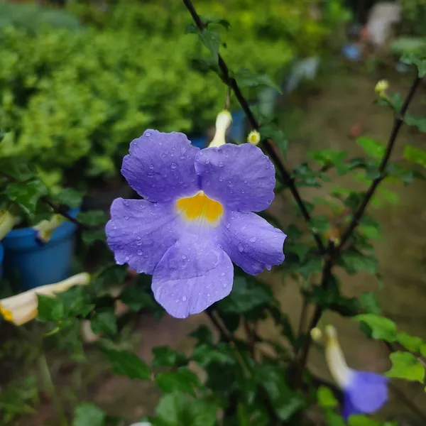BlueThanbergia_Live_Plant