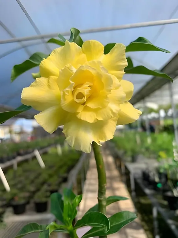 Rossy_Addenium_Yellow